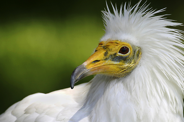 포토 JPG 해외이미지 동물 야생동물 날개 자연 조류 이집트 사람없음 초록색 환경 치킨 다양 흰색 보호 깃털 생태계 생물학 부리 서식지 동물상 무료 보호구역 생태학 파라오 해외포토 교육 컬러 다수 컨셉 아프리카 조형물 구역 닭고기요리 파일형식 이미지허브