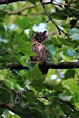 포토 JPG 해외이미지 나무 식물 동물 공원 유럽 야생동물 잎 자연 조류 사람없음 야외 초록색 갈색 정원 회색 흰색 깃털 귀 부엉이 동물상 해외포토 공공시설 나라 컬러 신체부위 조형물 생태계 파일형식 이미지허브