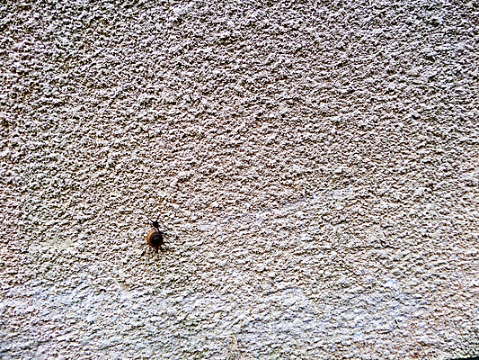 포토 JPG 해외이미지 동물 캐릭터 야생동물 벽 컨셉 자연 성공 거리 주택 안테나 나선형 사람없음 갈색 정원 껍질 바위 흰색 거친 해충 숲 위협 속도 달팽이 오르기 덮기 노력 사암 느림 기어가기 고립 골 민달팽이 승자 어려움 끈적임 해외포토 컬러 무늬 통신 모션 연체동물 건물 돌_바위 벌레 생태계 파일형식 달팽이_동물 이미지허브