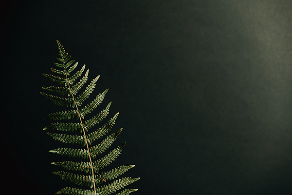 포토 JPG 해외이미지 백그라운드 잎 실내 사람없음 검은색 양치식물 해외포토 식물 컬러 내부 파일형식 이미지허브