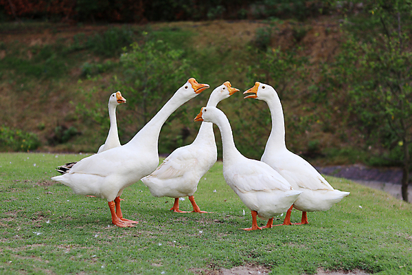 포토 JPG 해외이미지 동물 응시 시선 공원 농업 날개 오렌지 자연 조류 오리 풍경 사람없음 야외 농장 농경지 머리 가축 흰색 시골 그룹 군중 방목 깃털 부리 목 거위 내추럴 동물상 밭일 많음 해외포토 공공시설 산업 컬러 컨셉 과일 사람 신체부위 조형물 축산업 생태계 파일형식 이미지허브