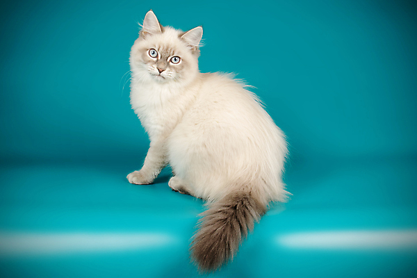 포토 JPG 해외이미지 한마리 사람없음 파란색 반려동물 고양이 네바마스커레이드 해외포토 동물 1 컬러 포유류 파일형식 이미지허브