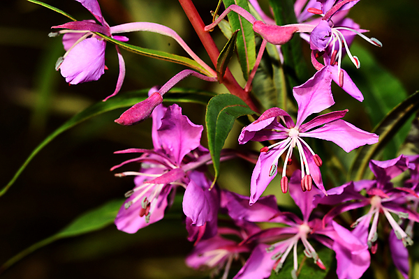 포토 JPG 해외이미지 식물 꽃잎 꽃 줄기 자연 씨앗 사람없음 민들레 그리너리 해외포토 생태계 파일형식 트랜드컬러 이미지허브