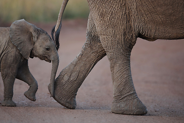 포토 JPG 해외이미지 동물 공원 여자 야생동물 어린이 여행 포유류 가족 아프리카 자연 엄마 초식동물 코끼리 종류 풍경 사람없음 야외 게임 아기 황무지 보호 작음 큼 사파리 귀 5 내추럴 송아지 마사이족 사바나 전국 해외포토 공공시설 나라 새끼 컨셉 관계 놀이 사람 신체부위 숫자 소 크기 생태계 파일형식 이미지허브