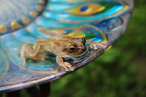 포토 JPG 해외이미지 동물 야생동물 청소년 유리 개구리 양서류 사람없음 장식 노란색 보라색 수영 아기 황금 질감 청개구리 플로리다 해외포토 컬러 재질 사람 미국 수상스포츠 파일형식 이미지허브
