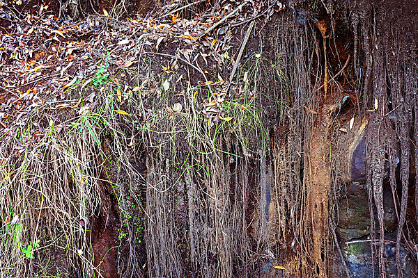 포토 JPG 해외이미지 나무 식물 디자인 계절 백그라운드 잎 겨울 패턴 자연 벽지 추상 건조 매달리기 이끼 풍경 잔디 사람없음 야외 목재 장식 물 컬러풀 갈색 검은색 회색 성장 가을 나뭇가지 죽음 숲 홍수 질감 장면 내추럴 벌거벗은 엘리먼트 옛날 해외포토 자연요소 컬러 무늬 재료 모션 자연재해 생태계 파일형식 이미지허브