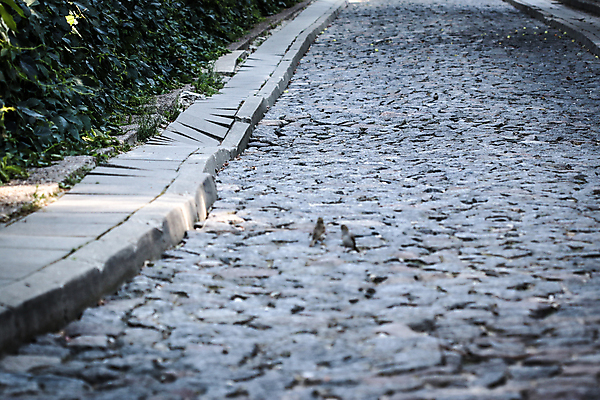 포토 JPG 해외이미지 도로 길 선 패턴 포장 표면 거리 바닥 사람없음 야외 가로 산책 손상 회색 수확 조약돌 도시 역사 보행로 오솔길 묘사 복고 타운 빗물 고체 길가 땅바닥 방법 선로 옛날 화강암 많음 해외포토 컬러 컨셉 무늬 농업 교통시설 휴식 암석 돌_바위 비_날씨 파일형식 이미지허브