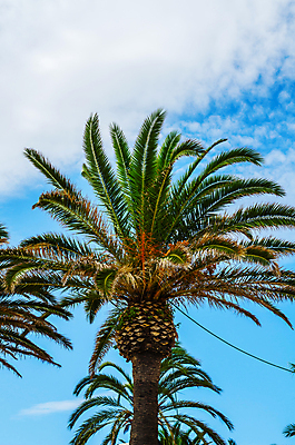 포토 JPG 해외이미지 나무 식물 여행 백그라운드 컨셉 잎 하늘 추상 휴가 휴식 왕관 손바닥 풍경 사람없음 야외 초록색 여름 야자수 맑음 올려보기 수확 장면 코코넛 석호 내추럴 이국적 파라다이스 스타일 효과 해외포토 손 계절 컬러 무늬 농업 과일 모션 날씨 파일형식 이미지허브