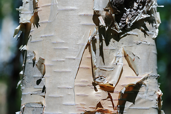 포토 JPG 해외이미지 나무 식물 계절 공원 문화 백그라운드 무늬 패턴 자연 추상 풍경 사람없음 목재 장식 초록색 여름 줄무늬 회색 껍질 흰색 닫기 은색 숲 피부 질감 나무껍질 북쪽 자작나무 내추럴 삼림지대 디테일 해외포토 공공시설 컬러 재료 모션 신체부위 방향 생태계 파일형식 이미지허브