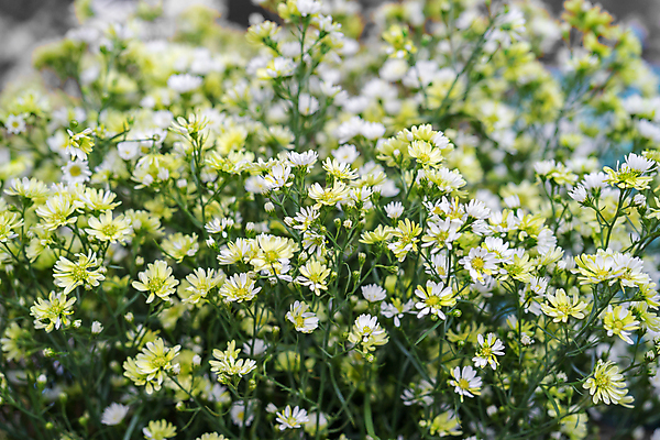 포토 JPG 해외이미지 식물 꽃 꽃다발 잎 꽃무늬 자연 국화 발렌타인데이 사랑 사람없음 컬러풀 머리 정원 봄 들꽃 벚꽃 흰색 우아함 닫기 달콤 작음 주기 데이지 카피스페이스 해외포토 계절 감정 컬러 컨셉 무늬 모션 데이이벤트 신체부위 공백 맛 크기 생태계 파일형식 이미지허브