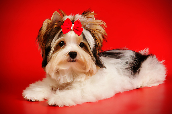 포토 JPG 해외이미지 나무 동물 1 행복 새끼 백그라운드 크리스마스 공 휴가 새로움 털 미소 사람없음 장식 빨간색 반려동물 산타클로스 귀여움 검은색 거울 흰색 개 달콤 강아지 작음 샴페인 요크셔테리어 테리어 연도 활 솜털 송곳니 기르기 비버 삼색 해외포토 식물 기념일 감정 컬러 컨셉 포유류 주류 표정 맛 치아 크기 돌봄 파일형식 이미지허브