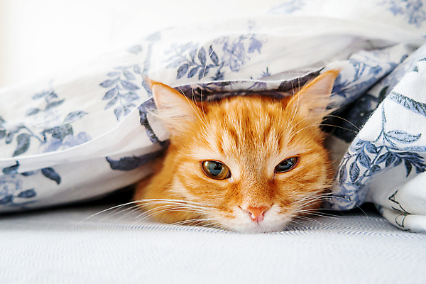 포토 JPG 해외이미지 한마리 실내 사람없음 반려동물 햇빛 고양이 이불 침대 반려묘 안락 해외포토 동물 1 가구 컨셉 포유류 침구 내부 태양 파일형식 이미지허브