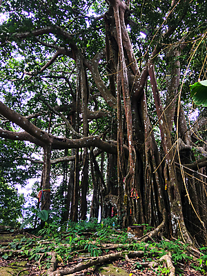 포토 JPG 해외이미지 나무 식물 계절 공원 여행 백그라운드 잎 건축양식 태국 자연 하늘 풍경 사람없음 야외 목재 초록색 여름 환경 바위 숲 내추럴 옛날 해외포토 공공시설 건축 아시아 컬러 재료 돌_바위 생태계 파일형식 이미지허브