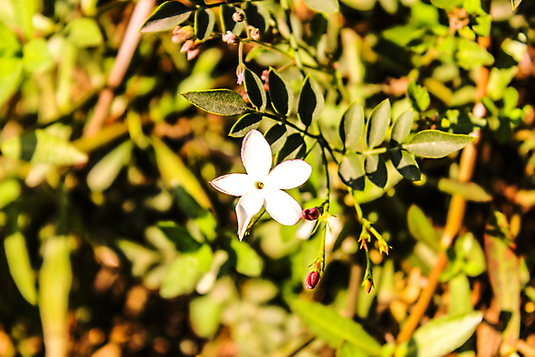 포토 JPG 해외이미지 식물 디자인 계절 꽃 분홍색 꽃다발 결혼 백그라운드 잎 꽃무늬 패턴 일러스트 자연 벽지 수채화 프레임 미술 사람없음 그래픽 장식 초록색 여름 세트 컬러풀 장미 유행 정원 화환 봄 수확 벚꽃 흰색 나뭇가지 축하 신용카드 수집 그림 초대 손그림 내추럴 고립 이국적 스타일 해외포토 나무 컬러 컨셉 무늬 농업 문화예술 이벤트 금융 생태계 파일형식 이미지허브