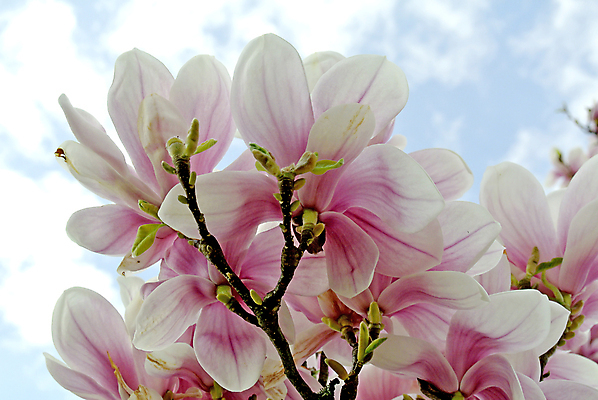 포토 JPG 해외이미지 주간 분홍색 풍경 근접촬영 사람없음 야외 봄 목련 해외포토 자연요소 계절 꽃 뷰포인트 컬러 파일형식 이미지허브