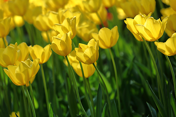 포토 JPG 해외이미지 식물 계절 꽃잎 꽃 꽃다발 백그라운드 잎 꽃무늬 밭 자연 사람없음 장식 초록색 여름 컬러풀 환경 정원 봄 활발 튤립 성장 벚꽃 신선 개화 그룹 닫기 맛 화단 내추럴 해외포토 컬러 컨셉 무늬 농업 모션 생태계 파일형식 이미지허브