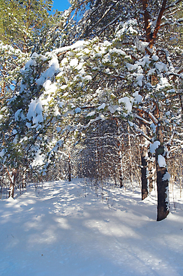 포토 JPG 해외이미지 나무 식물 계절 길 여행 크리스마스 겨울 동화 그림자 풍경 사람없음 야외 목재 빛 햇빛 얼음 추위 흰색 소나무 숲 눈보라 내추럴 폭설 눈내림 해외포토 자연요소 기념일 컬러 재료 눈_날씨 태양 자연재해 파일형식 이미지허브