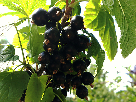 포토 JPG 해외이미지 식물 열매 음식 조각 백그라운드 잎 과일 자연 하늘 건강 씨앗 사람없음 야외 초록색 여름 농작물 농장 검은색 식사 주스 수확 껍질 가을 신선 원형 달콤 맛 자르기 질감 날것 내추럴 건포도 밭일 숙성 식용 많음 개조 해외포토 도형 계절 음료 컬러 컨셉 농업 모션 포도 생태계 건과일 파일형식 이미지허브