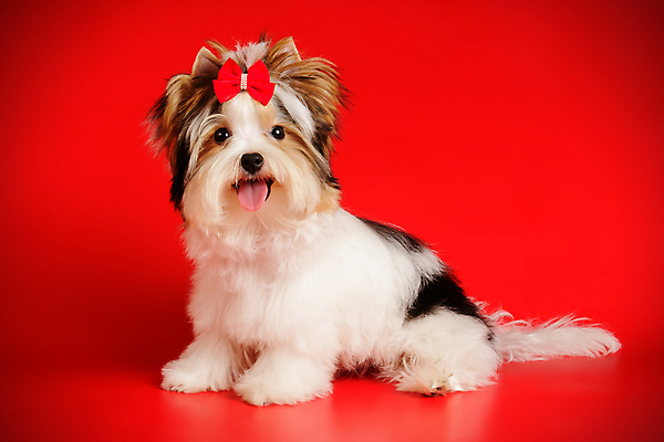 포토 JPG 해외이미지 나무 동물 1 행복 새끼 백그라운드 크리스마스 공 휴가 새로움 털 미소 사람없음 장식 빨간색 반려동물 산타클로스 귀여움 검은색 거울 흰색 개 달콤 강아지 작음 샴페인 요크셔테리어 테리어 연도 활 솜털 송곳니 기르기 비버 삼색 해외포토 식물 기념일 감정 컬러 컨셉 포유류 주류 표정 맛 치아 크기 돌봄 파일형식 이미지허브