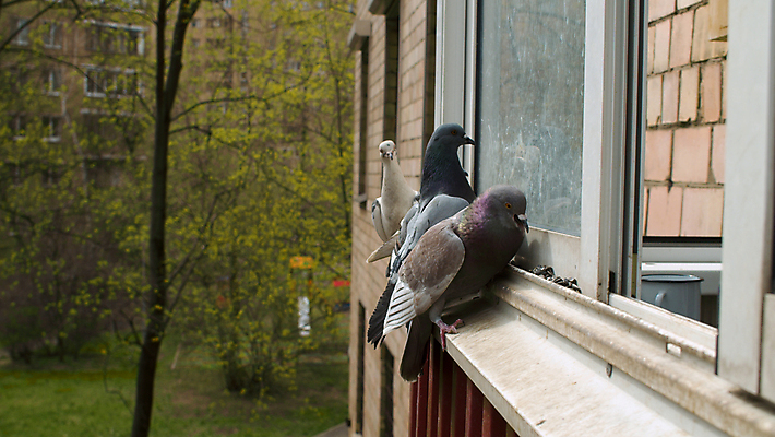 포토 JPG 해외이미지 나무 동물 야생동물 음식 파도 잎 날개 창문 자연 조류 주택 사랑 씨앗 사람없음 야외 건물 초록색 봄 회색 흰색 도시 그룹 황무지 닫기 폐기물 먹기 깃털 비둘기 부리 장면 동물상 수유 해외포토 식물 건축물 계절 감정 바다 컬러 모션 조형물 쓰레기 생태계 파일형식 이미지허브
