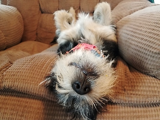 포토 JPG 해외이미지 동물 분홍색 의자 휴식 사람없음 반려동물 갈색 검은색 흰색 잠 개 강아지 송곳니 해외포토 컬러 가구 컨셉 포유류 치아 파일형식 이미지허브