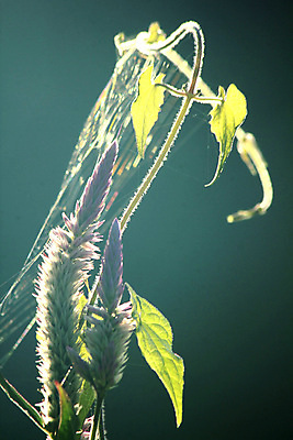 포토 JPG 해외이미지 나무 식물 동물 야생동물 곤충 백그라운드 밭 자연 벽지 아침 휴가 사람없음 초록색 물 태양 일출 웹 일몰 할로윈 안개 가을 시골 개울 닫기 습지 저녁 소프트포커스 숲 이슬 강가 위험 거미줄 묘사 거미 구성 몽환 못생김 오싹 갈색배경 해외포토 주간 자연요소 계절 컬러 컨셉 농업 인터넷 모션 날씨 촬영기법 강 갈색 노을 야간 생태계 파일형식 이미지허브