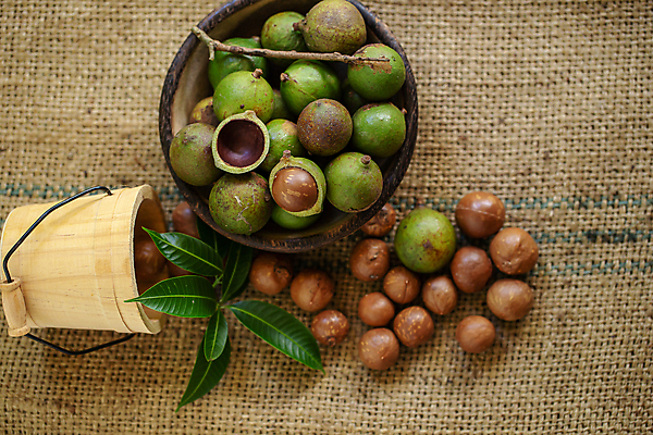 포토 JPG 해외이미지 그릇 열매 잎 단면 실내 사람없음 하이앵글 삼베 담기 나무통 마카다미아 해외포토 식물 식기 뷰포인트 모션 통 내부 견과류 파일형식 천_직물 이미지허브