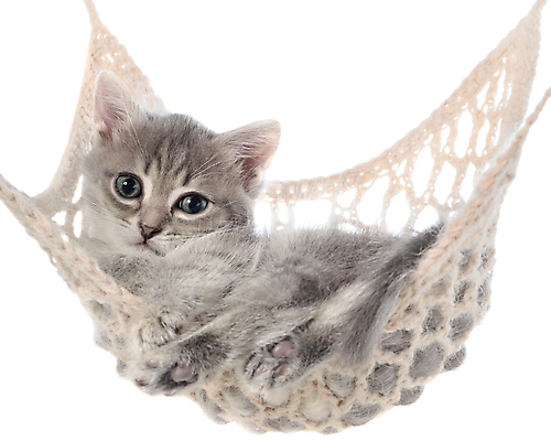 포토 JPG 해외이미지 동물 휴식 사람없음 반려동물 고양이 잠 작음 흰배경 위치 해먹 고립 해외포토 백그라운드 컨셉 포유류 흰색 침대 크기 파일형식 이미지허브