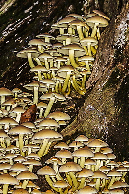 포토 JPG 해외이미지 줄기 사람없음 성장 곰팡이 해외포토 식물 파일형식 이미지허브