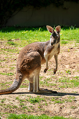 포토 JPG 해외이미지 동물 응시 야생동물 섬 백그라운드 포유류 자연 서기 풍경 사람없음 초록색 여름 갈색 머리 우주 회색 아기 닫기 호주 꼬리 캥거루 내추럴 오지 해외포토 시선 계절 컬러 모션 사람 신체부위 오세아니아 생태계 파일형식 이미지허브