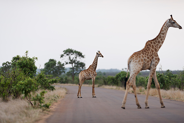 포토 JPG 해외이미지 동물 커플 남자 야생동물 밭 포유류 가족 아프리카 자연 초식동물 뿔 국립공원 풍경 사람없음 여름 환경 군중 큼 방목 기린 사파리 지역 목 케냐 서식지 내추럴 마사이족 사바나 세렝게티 탄자니아 평야 반추동물 해외포토 계절 공원 나라 농업 관계 사람 신체부위 축산업 크기 생태계 파일형식 이미지허브