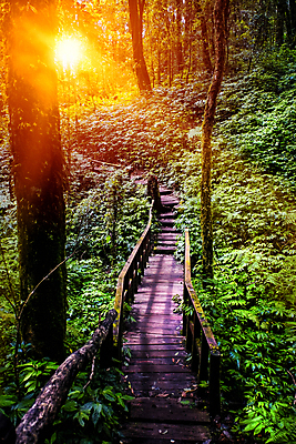 포토 JPG 해외이미지 나무 식물 공원 도로 길 여행 백그라운드 잎 자국 자연 아침 산 풍경 사람없음 야외 목재 빨간색 초록색 빛 태양 환경 일몰 새벽 활발 하이킹 안개 가을 나뭇가지 황무지 숲 장면 폴란드 내추럴 해외포토 주간 자연요소 계절 공공시설 유럽 컬러 컨셉 재료 교통시설 레저 날씨 노을 생태계 파일형식 이미지허브