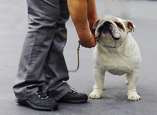 포토 JPG 해외이미지 사람없음 반려동물 개 불독 접기 해외포토 동물 포유류 모션 파일형식 이미지허브
