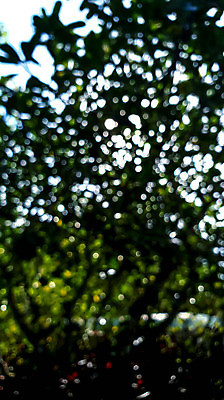 포토 JPG 해외이미지 나무 식물 디자인 계절 공원 백그라운드 컨셉 잎 패턴 자연 벽지 하늘 추상 사람없음 야외 아웃포커스 초록색 빛 컬러풀 햇빛 태양 환경 정원 봄 소프트포커스 숲 질감 보케 장면 부드러움 블러 생태학 효과 해외포토 자연요소 공공시설 교육 컬러 무늬 촬영기법 감각 생태계 파일형식 이미지허브