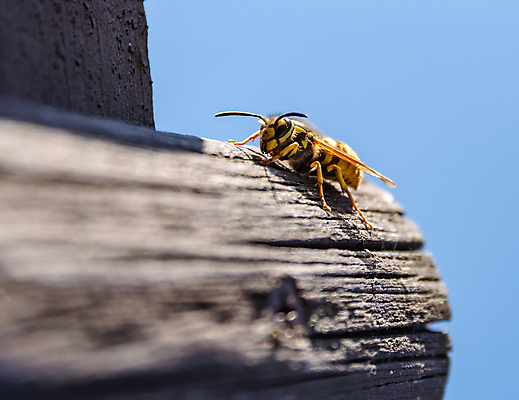 포토 JPG 해외이미지 동물 유럽 야생동물 곤충 날개 자연 앉기 사람없음 목재 가로 노란색 정원 검은색 봄 줄무늬 말벌 작음 묘사 내추럴 해외포토 나무 계절 나라 컬러 무늬 재료 모션 벌_곤충 크기 생태계 파일형식 이미지허브