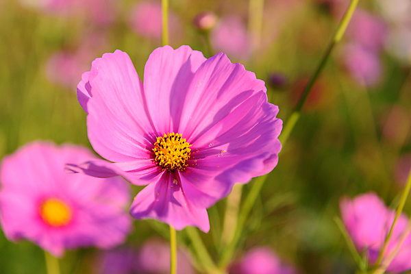 포토 JPG 해외이미지 식물 꽃 분홍색 꽃무늬 밭 농업 자연 사람없음 야외 초록색 컬러풀 농장 노란색 환경 정원 봄 벚꽃 개화 코스모스 장면 내추럴 생태학 해외포토 계절 교육 산업 컬러 무늬 생태계 파일형식 이미지허브