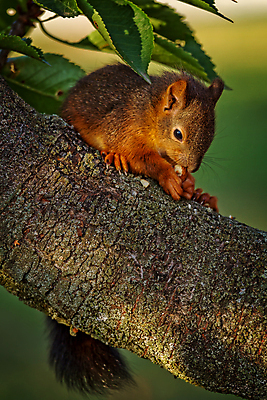 포토 JPG 해외이미지 나무 식물 동물 행복 음식 잎 포유류 자연 이끼 사람없음 빨간색 초록색 여름 빛 버섯 봄 닫기 설치류 먹기 다람쥐 땅바닥 영원 해외포토 계절 감정 컬러 모션 바닥 생태계 파일형식 이미지허브