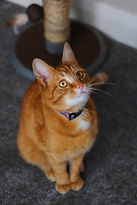 포토 JPG 해외이미지 동물 백그라운드 오렌지 창문 포유류 수염 주택 털 사랑 성인 사람없음 빛 반려동물 소파 고양이 가축 호랑이 기다림 모피 얼룩무늬 완벽 해외포토 감정 컨셉 무늬 의자 과일 모션 사람 건물 파일형식 이미지허브