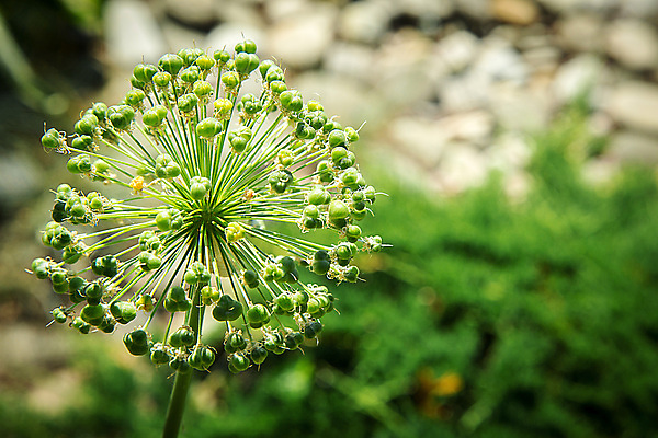 포토 JPG 해외이미지 모양 식물 디자인 꽃 줄기 꽃다발 백그라운드 캐나다 북아메리카 꽃무늬 자연 양파 사람없음 야외 장식 초록색 여름 컬러풀 노란색 머리 환경 정원 봄 신선 원형 개화 큼 원예 내추럴 여의주 특별함 해외포토 도형 계절 컬러 컨셉 무늬 채소 아메리카 취미 신체부위 크기 생태계 파일형식 이미지허브