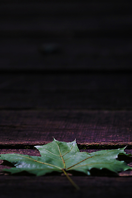 포토 JPG 해외이미지 나무 식물 1 계절 실루엣 백그라운드 단풍 잎 패턴 자연 사람없음 야외 목재 가로 초록색 컬러풀 갈색 환경 어둠 떨어짐 보호 널 숲 오브젝트 싱글 질감 생물학 내추럴 광합성 카피스페이스 해외포토 교육 컬러 컨셉 무늬 재료 촬영기법 공백 생태계 파일형식 이미지허브