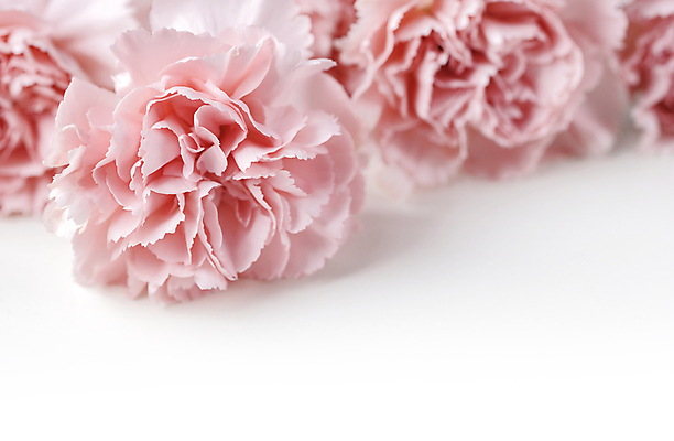 포토 JPG 해외이미지 꽃 사람없음 카네이션 해외포토 식물 파일형식 이미지허브