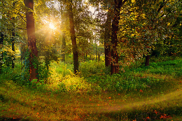 포토 JPG 해외이미지 나무 계절 공원 여행 오렌지 아침 사람없음 야외 목재 가로 초록색 여름 빛 햇빛 태양 일출 맑음 봄 새벽 안개 숲 신비 마법 우크라이나 타격 해외포토 주간 자연요소 식물 공공시설 유럽 컬러 컨셉 과일 재료 모션 날씨 노을 파일형식 이미지허브
