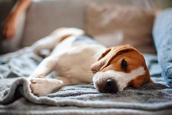 포토 JPG 해외이미지 동물 행복 포유류 자연 휴식 바닥 아파트 주택 실내 따뜻함 사람없음 내부 반려동물 소파 갈색 방 잠 휴게실 유머 개 담요 코 사냥개 비글 주둥이 송곳니 거짓말 기르기 유래 안락 해외포토 감정 컬러 컨셉 의자 건물 신체부위 치아 생태계 돌봄 파일형식 이미지허브
