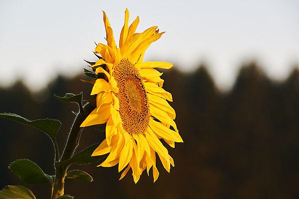 포토 JPG 해외이미지 식물 꽃 밭 자연 해바라기 사람없음 초록색 여름 파란색 햇빛 태양 농장 노란색 봄 가을 원형 내추럴 밭일 생태학 해외포토 자연요소 도형 계절 교육 컬러 농업 생태계 파일형식 이미지허브