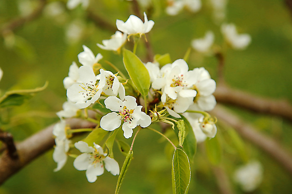 포토 JPG 해외이미지 나무 식물 디자인 계절 공원 꽃잎 꽃 줄기 백그라운드 잎 과일 자연 새로움 사람없음 야외 장식 초록색 파란색 정원 맑음 봄 성장 흰색 나뭇가지 신선 개화 체리 닫기 사과 4월 5월 원예 아로마 꽃가루 내추럴 고립 꽃수술 해외포토 공공시설 컬러 컨셉 모션 날씨 취미 날짜 가루 생태계 파일형식 이미지허브