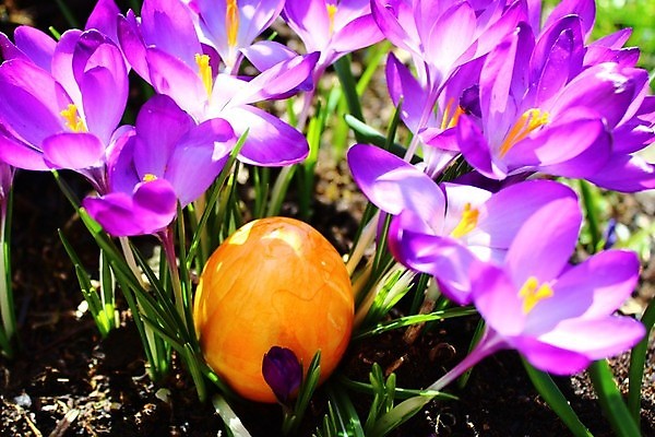 포토 JPG 해외이미지 꽃 종교 봄꽃 자연 사람없음 태양 정원 맑음 보라색 봄 4월 부활절계란 동쪽 내추럴 해외포토 자연요소 식물 계절 컬러 날씨 부활절 계란 날짜 방향 생태계 파일형식 이미지허브