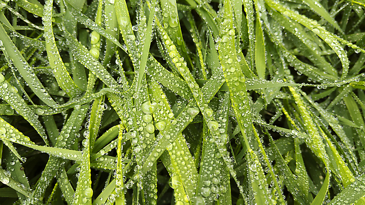 포토 JPG 해외이미지 식물 백그라운드 잎 밭 자연 아침 날씨 추상 건강 잔디 사람없음 야외 초록색 물 햇빛 환경 정원 봄 거품 젖음 성장 물방울 신선 투명 액체 칼날 닫기 떨어짐 이슬 작음 빗방울 허브 순수 질감 내추럴 해외포토 주간 자연요소 계절 컬러 컨셉 무늬 농업 모션 태양 비_날씨 크기 생태계 파일형식 이미지허브