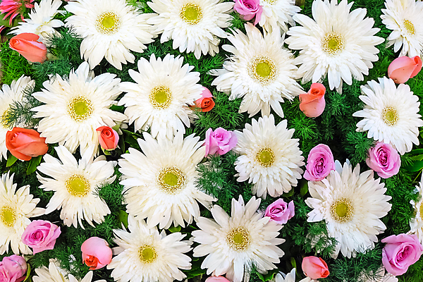 포토 JPG 해외이미지 식물 꽃잎 꽃 꽃다발 백그라운드 꽃무늬 자연 국화 사람없음 장식 빨간색 초록색 장미 머리 흰색 그룹 큼 배열 오브젝트 데이지 거베라 멀티 영원 줄서기 해외포토 컬러 무늬 모션 신체부위 크기 생태계 파일형식 이미지허브