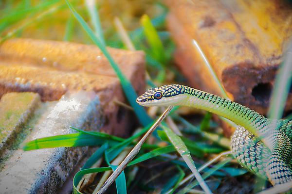 포토 JPG 해외이미지 나무 동물 아시아 야생동물 포즈 잎 신체 자국 파충류 포옹 태국 자연 바람 저울 동양인 사람없음 초록색 머리 거친 뱀 황금 위험 작음 공격 무서움 피부 위치 사냥꾼 기어가기 숨기 해외포토 자연요소 식물 직업 감정 나라 컬러 컨셉 안기 모션 날씨 인종 신체부위 크기 생태계 파일형식 이미지허브