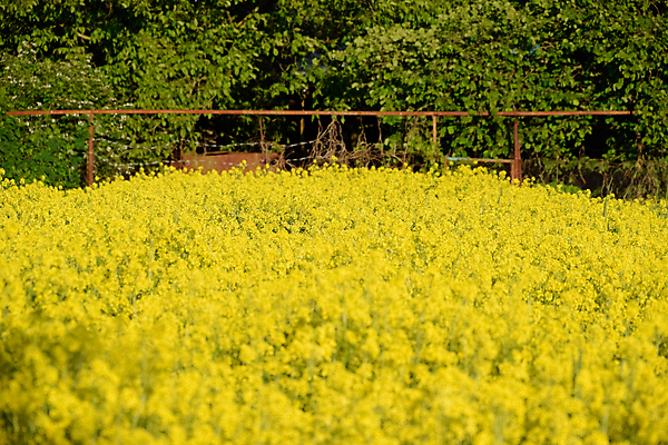 포토 JPG 해외이미지 식물 구름 꽃 백그라운드 꽃무늬 밭 농업 자연 콩 씨앗 풍경 사람없음 야외 가로 초록색 여름 파란색 컬러풀 농장 노란색 환경 정원 봄 벚꽃 시골 묘사 유채 만족 지역 양귀비 땅바닥 밭일 해외포토 자연요소 계절 감정 산업 컬러 무늬 곡류 바닥 생태계 파일형식 이미지허브